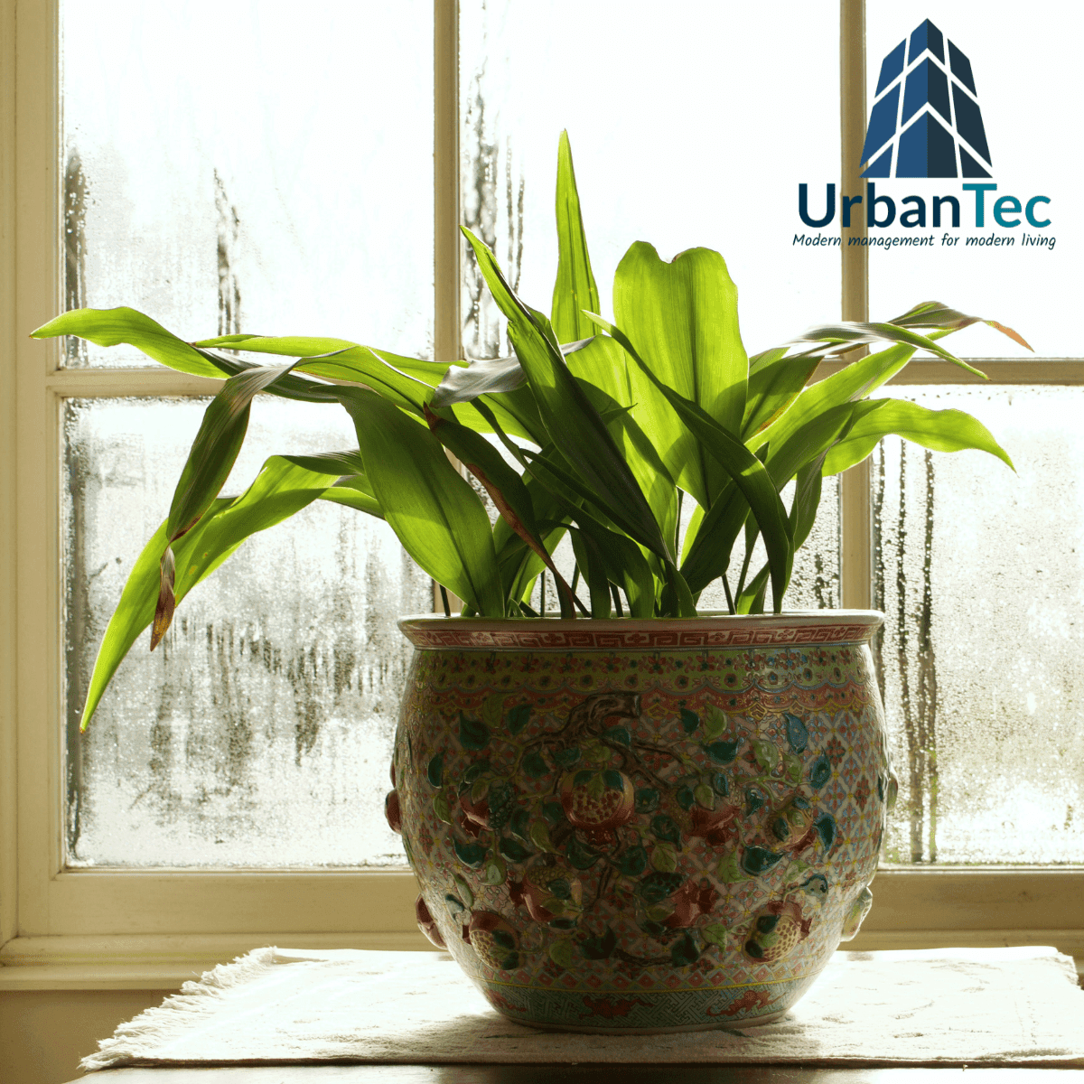 Unseen, Unheard - Until It’s Too Late: Mold in Condo Life 